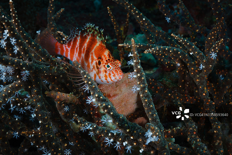 丝鳍鹰鱼图片素材