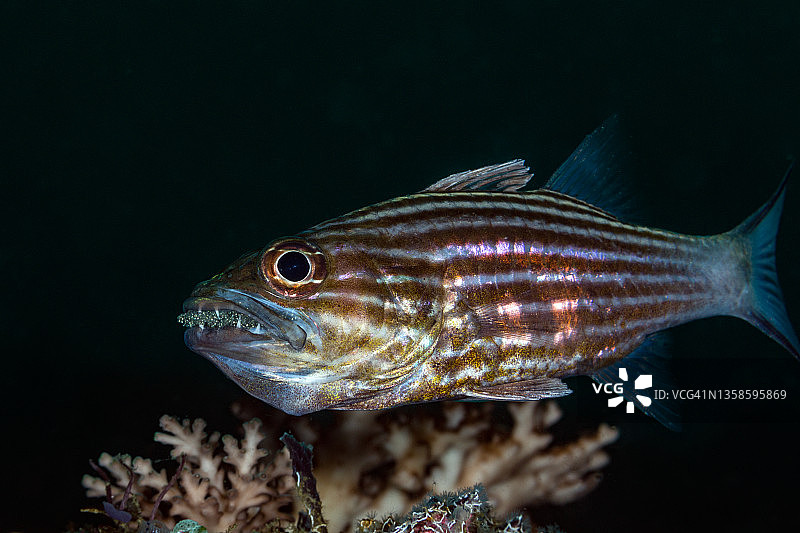 雄性老虎 cardinalfish 在口中孵蛋图片素材