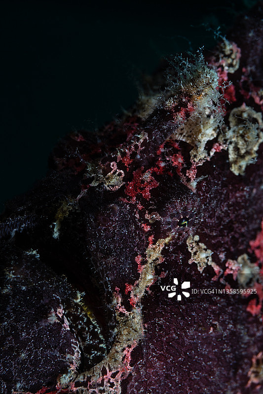 巨大的躄鱼图片素材