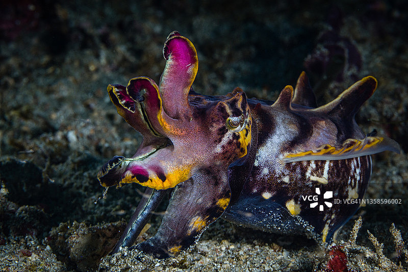 火焰乌贼图片素材