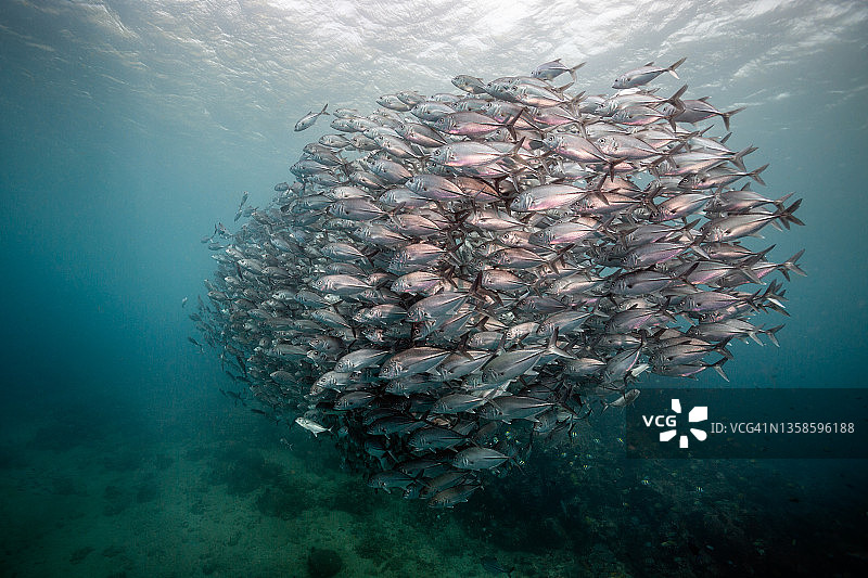 竹荚鱼群图片素材