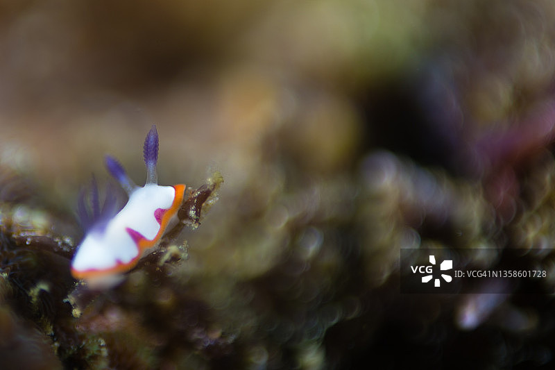 微小的裸鳃亚目动物图片素材