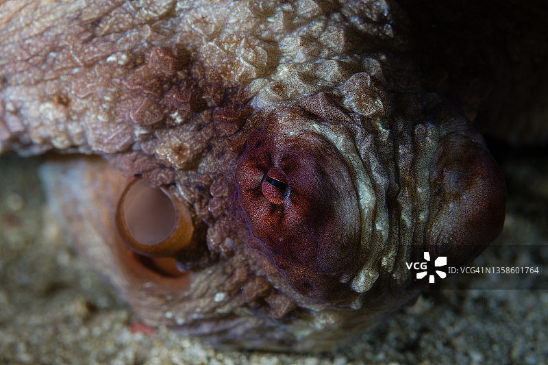 白天章鱼图片素材