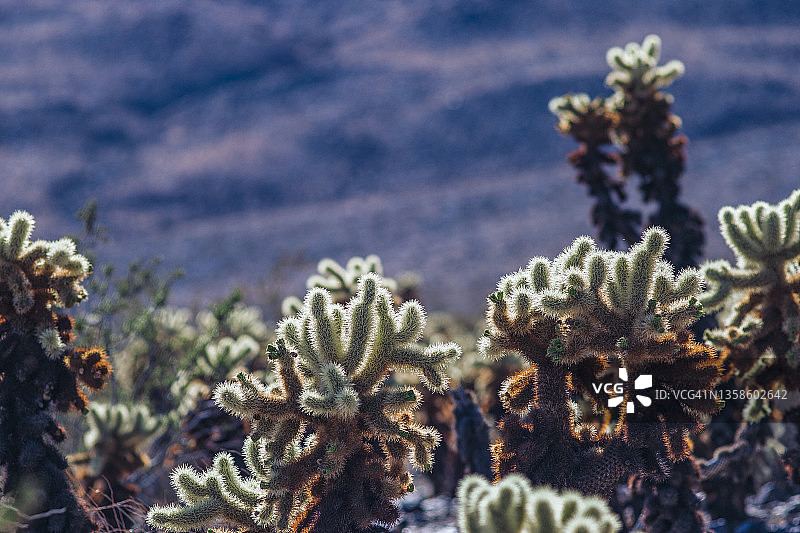 约书亚树国家公园图片素材