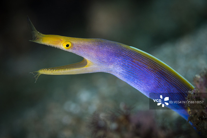 雄性丝带鳗图片素材