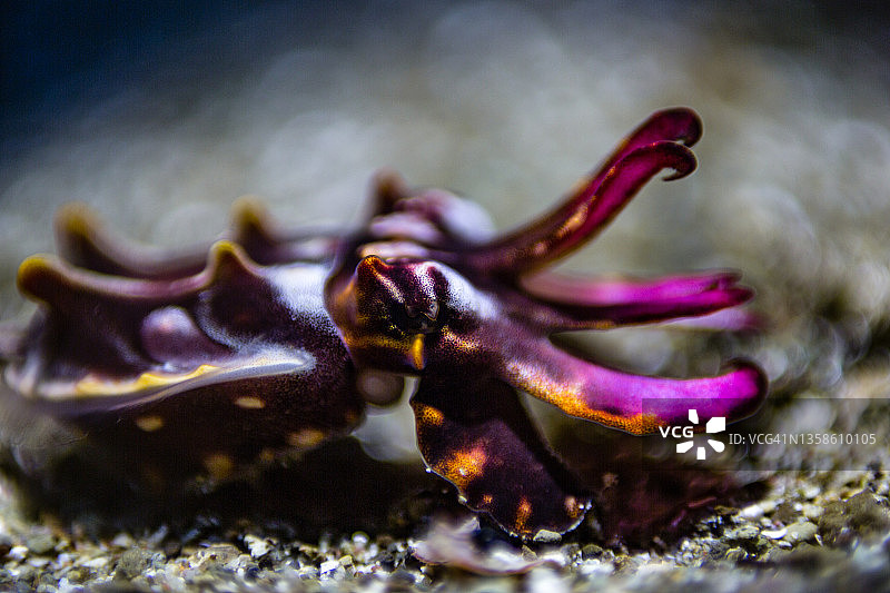 小型火焰乌贼图片素材