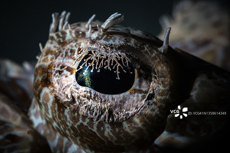 鳄鱼鱼的眼睛图片素材