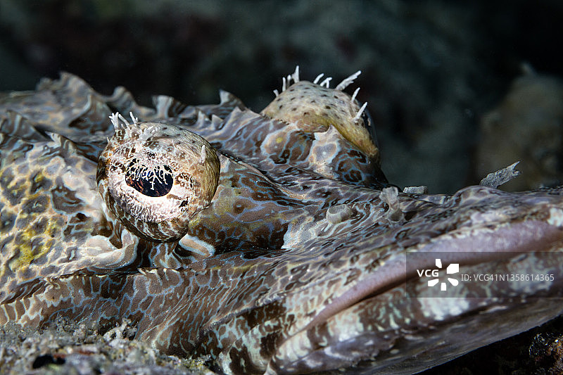 马布岛的鳄鱼鱼图片素材