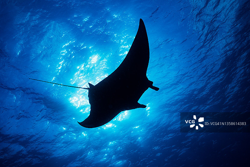 蝠鲼轮廓图片素材