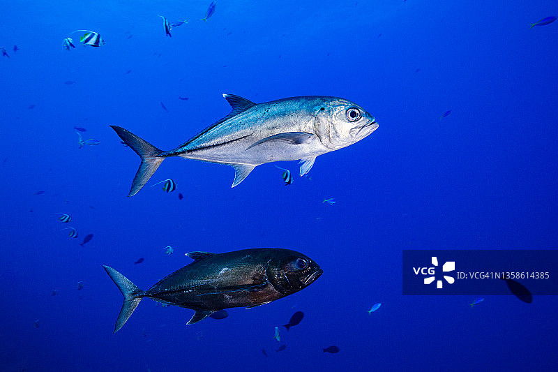 交配期的大眼鰺图片素材