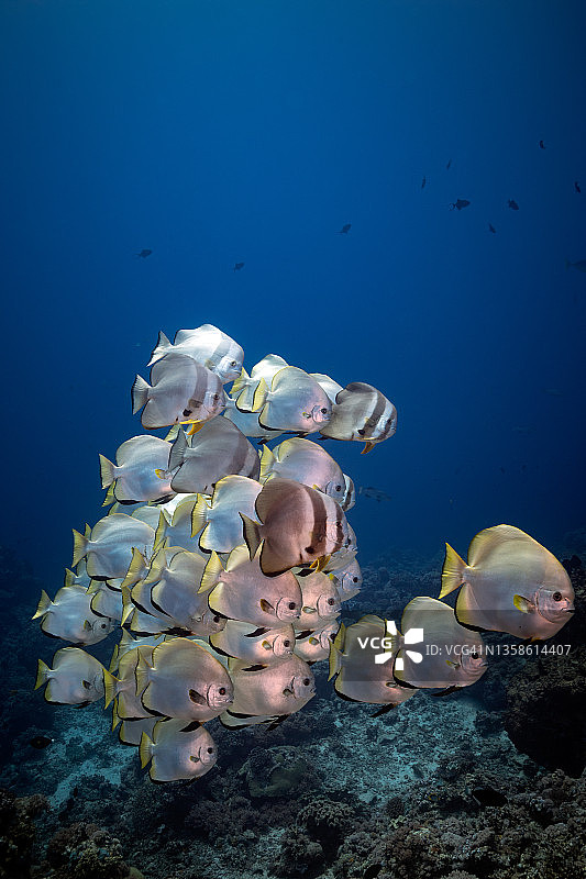 金色燕鱼图片素材