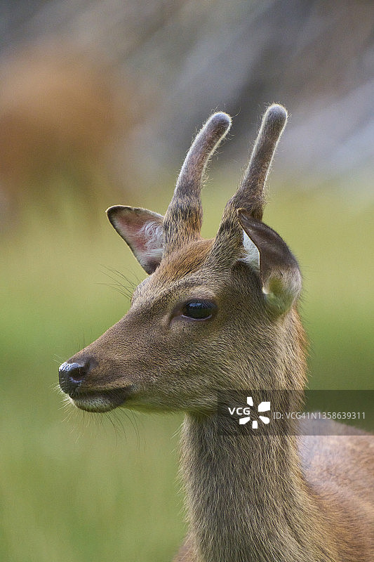 马鹿（Cervus nippon）肖像图片素材