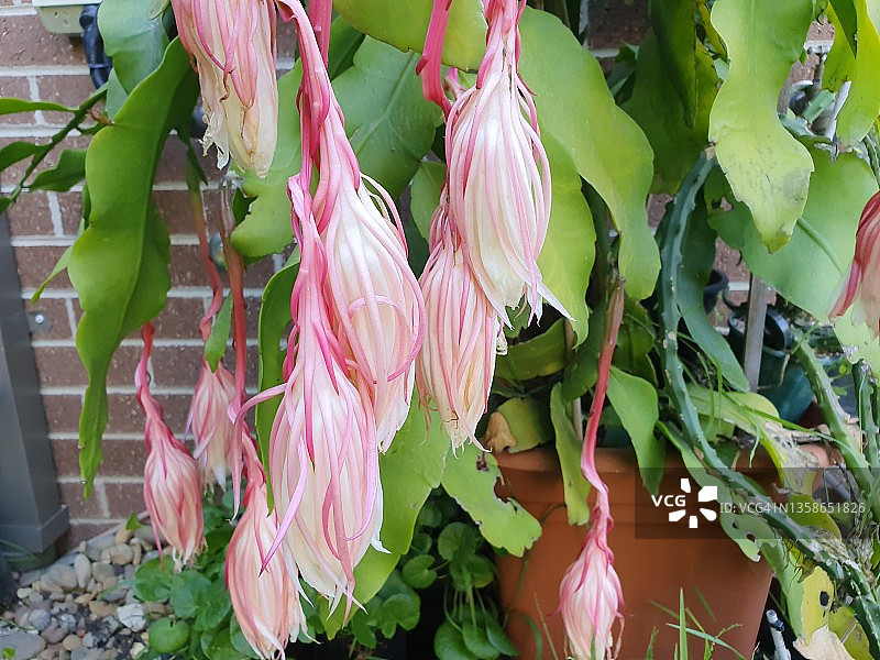 凋谢的昙花图片素材