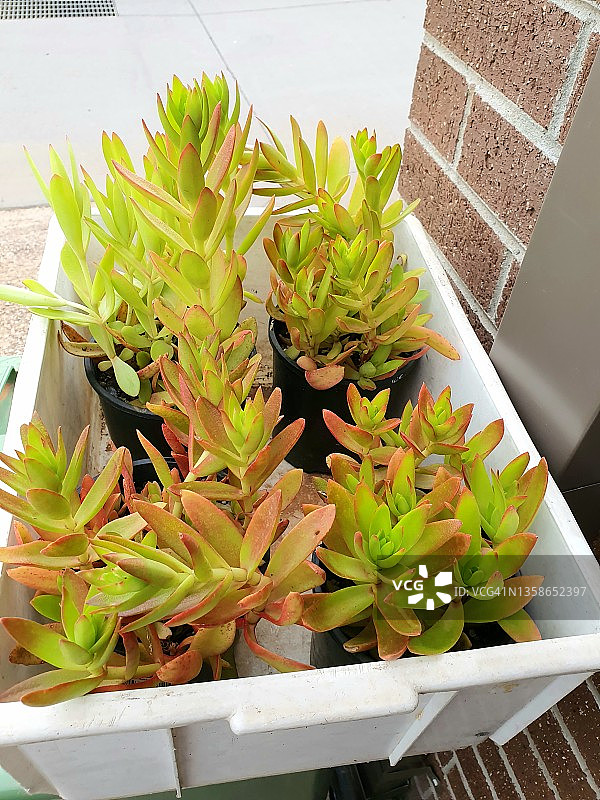 火祭多肉植物图片素材