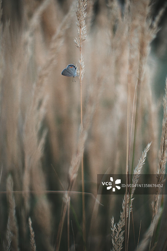 草原草地上的蛾图片素材
