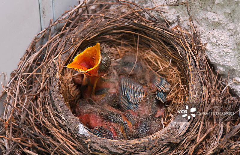 小知更鸟向母亲乞食图片素材