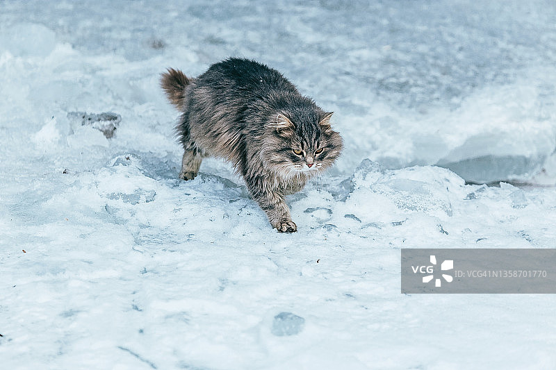 灰色毛茸茸的猫走在蓝色冰河上图片素材