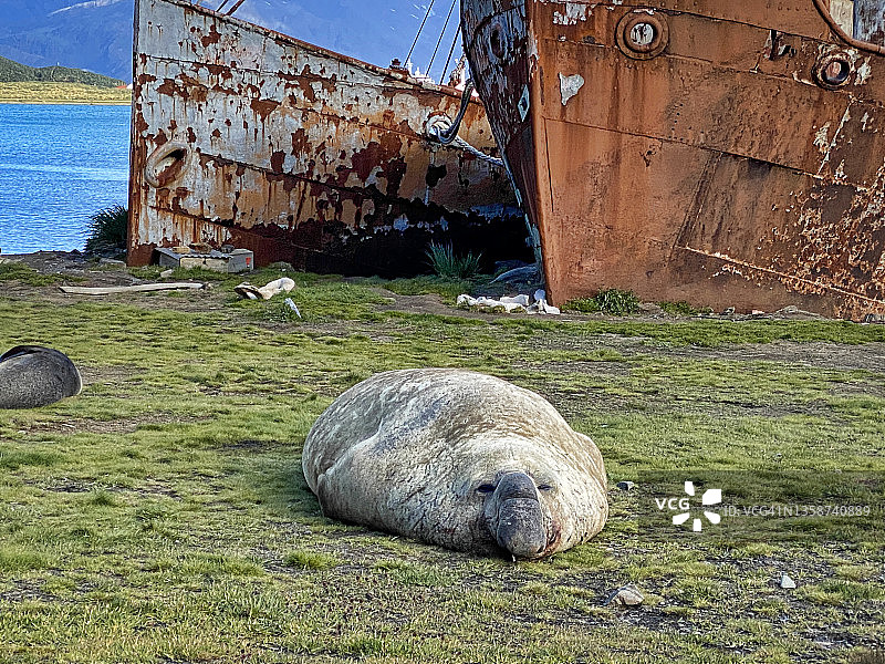 锈迹斑驳的船体前的象海豹图片素材