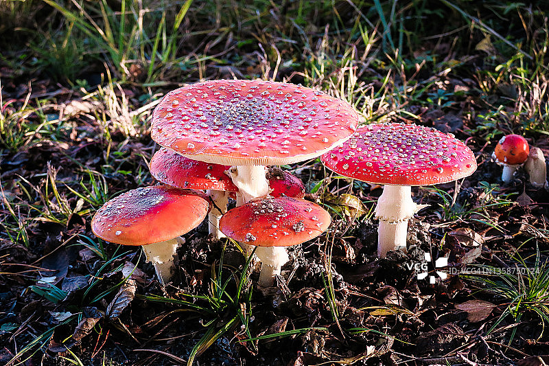 毒蝇伞图片素材