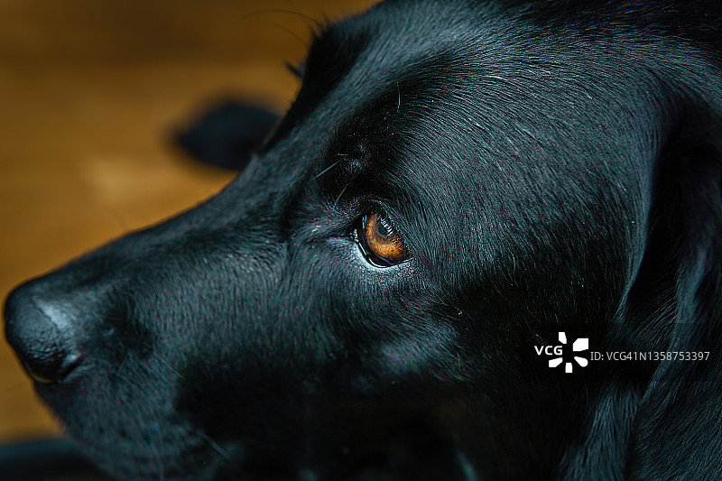 橙色眼睛的拉布拉多犬肖像图片素材