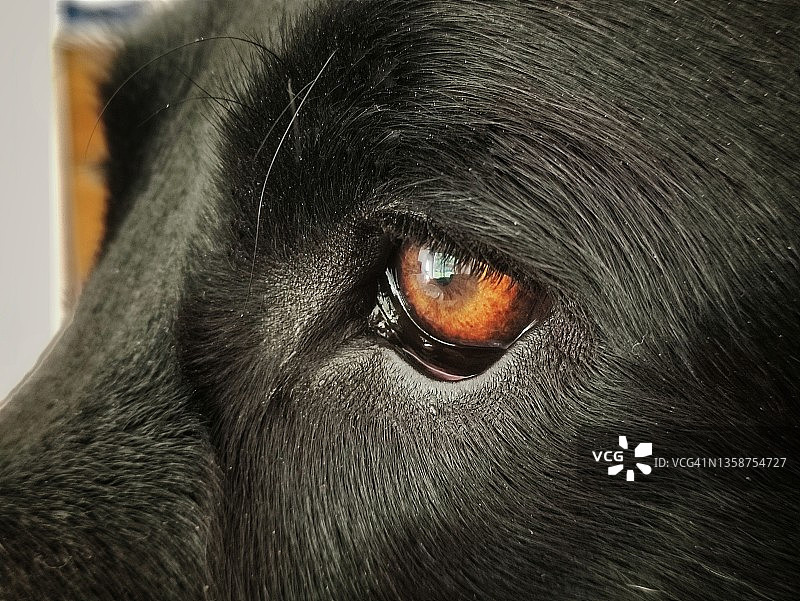 橙色眼睛的拉布拉多犬肖像图片素材