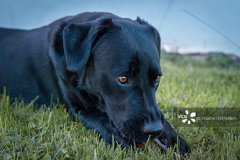 橙色眼睛的拉布拉多犬肖像图片素材
