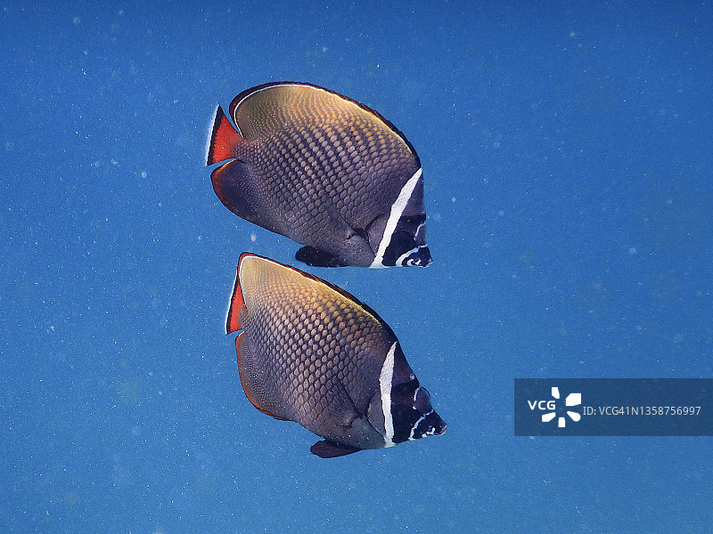 马尔代夫泻湖中的红尾蝴蝶鱼图片素材