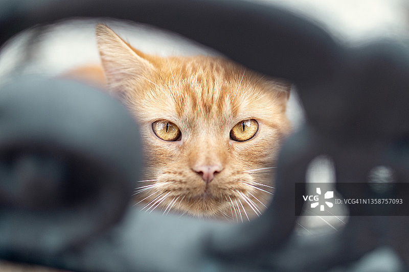 橙色猫咪观看图片素材