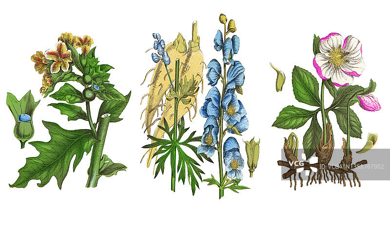 老式彩色石印图：有毒植物图片素材