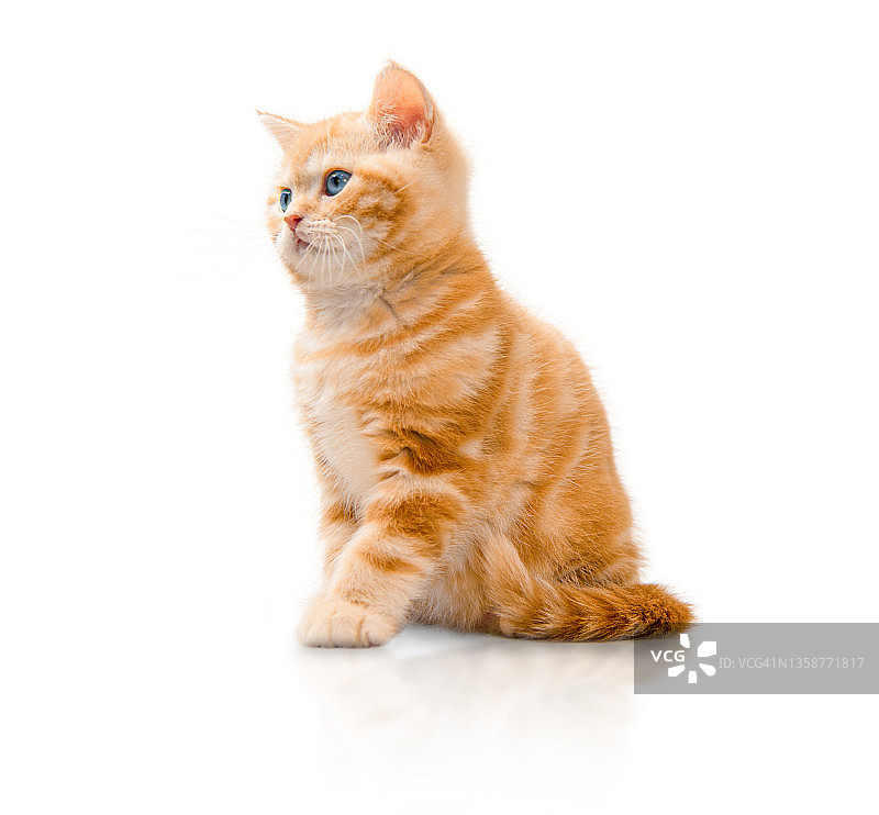 红色短毛小猫图片素材