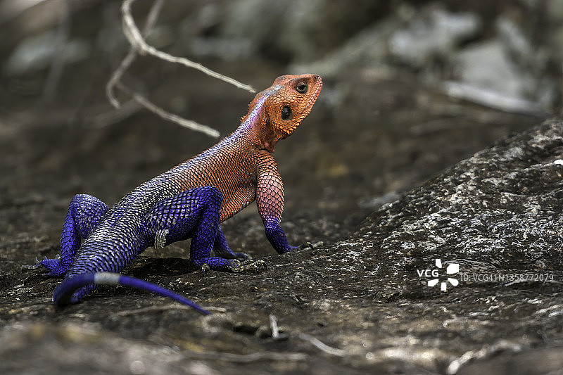 马赛马拉的鬣蜥。图片素材