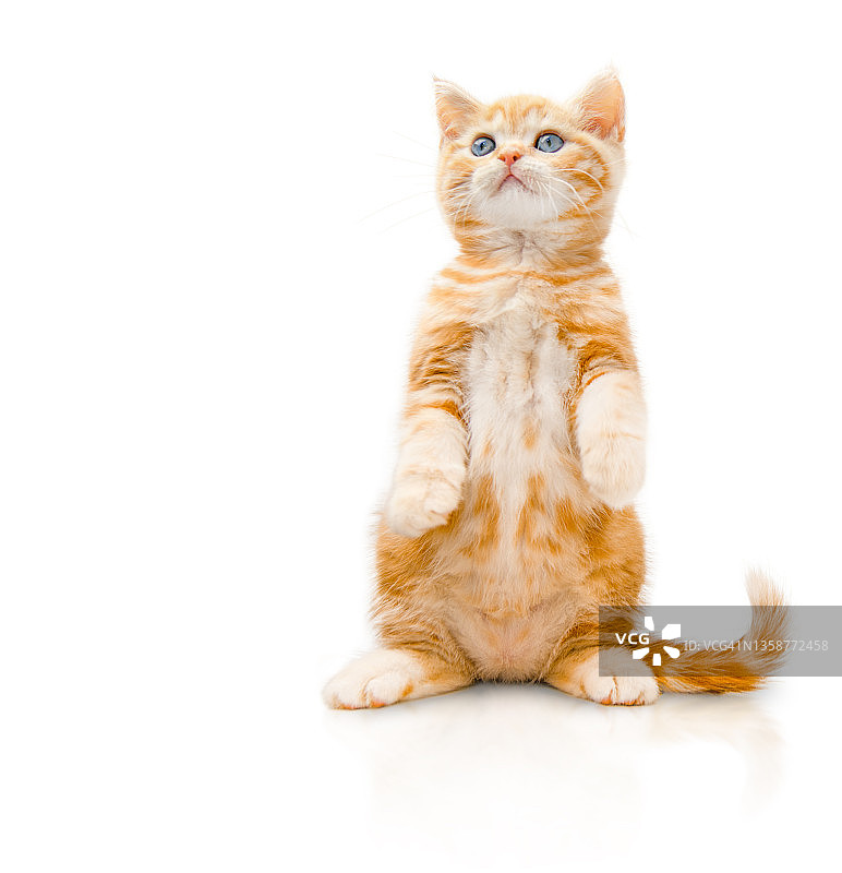 有趣的小红色苏格兰品种小猫图片素材
