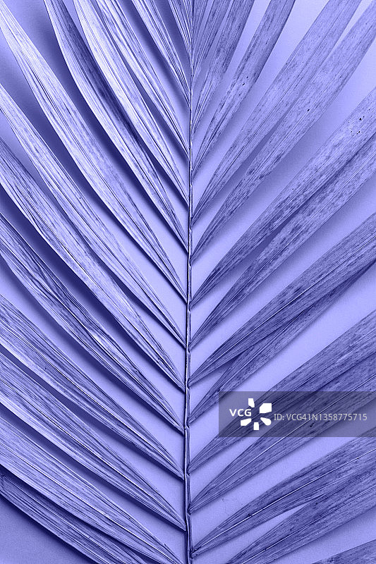 紫色背景上的紫罗兰色干棕榈叶。采用扁平风格摄影。展示2022年度代表色图片素材
