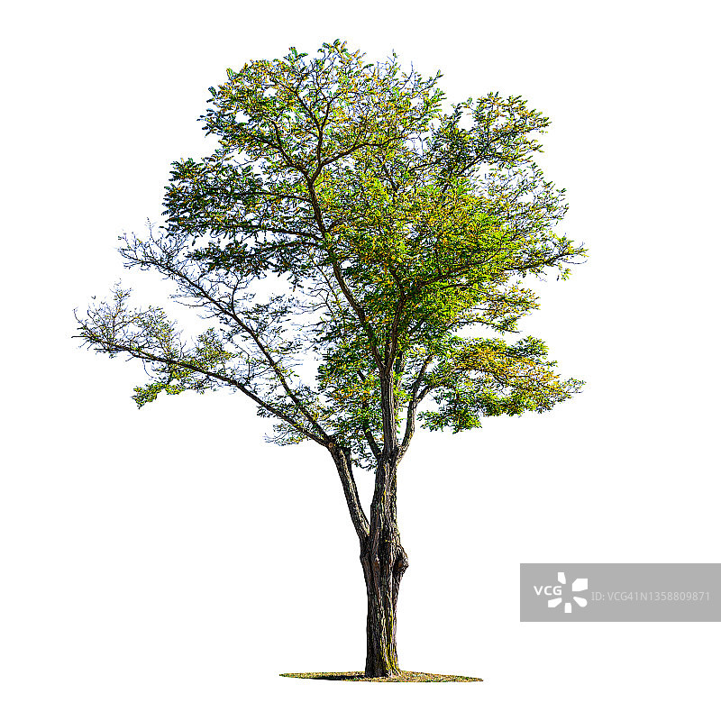 白色背景上的绿树图片素材