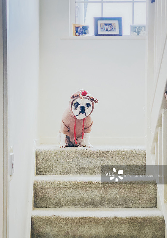 穿着可爱驯鹿圣诞套头衫的法国斗牛犬图片素材