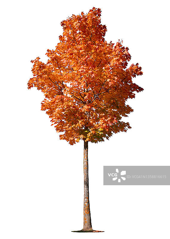 白色背景上各种颜色的树木图片素材