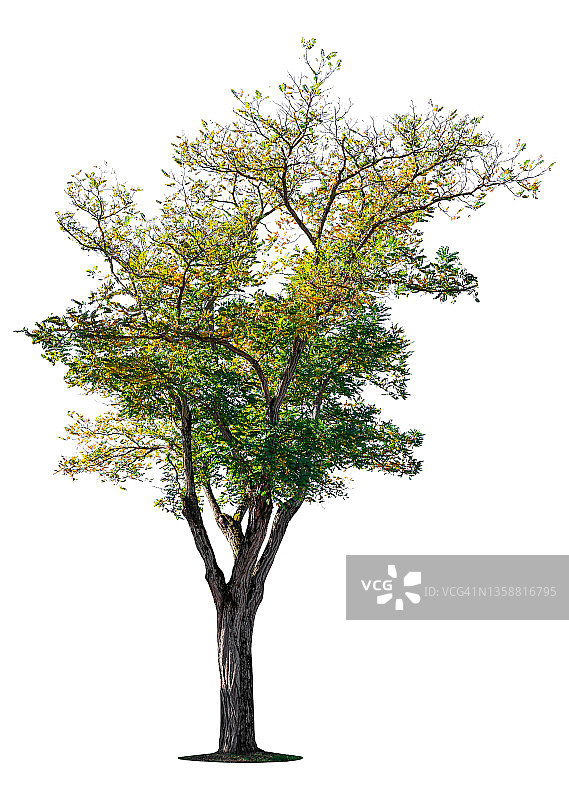 白色背景上的绿树图片素材