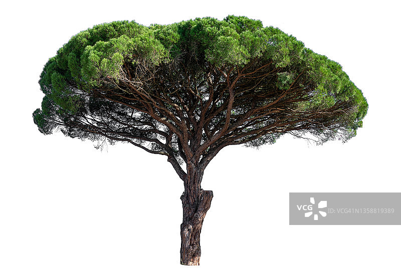 白色背景上的绿树图片素材