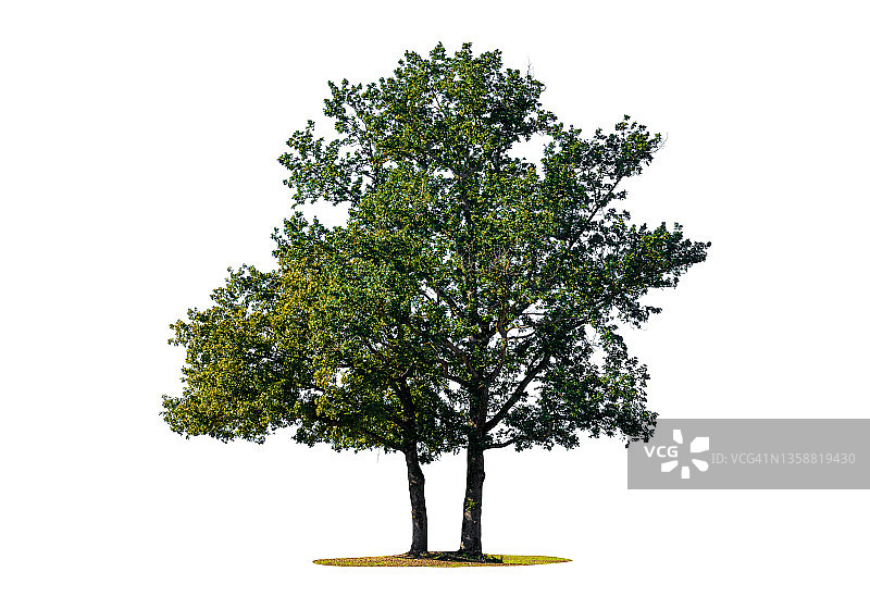 白色背景上的绿树图片素材