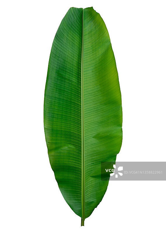 白色背景上的香蕉叶图片素材
