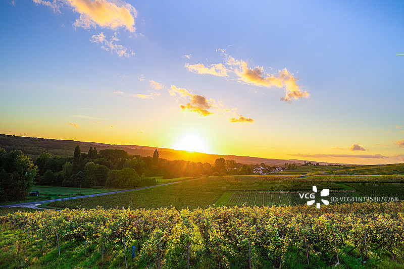 法国山地农场的葡萄园和葡萄图片素材