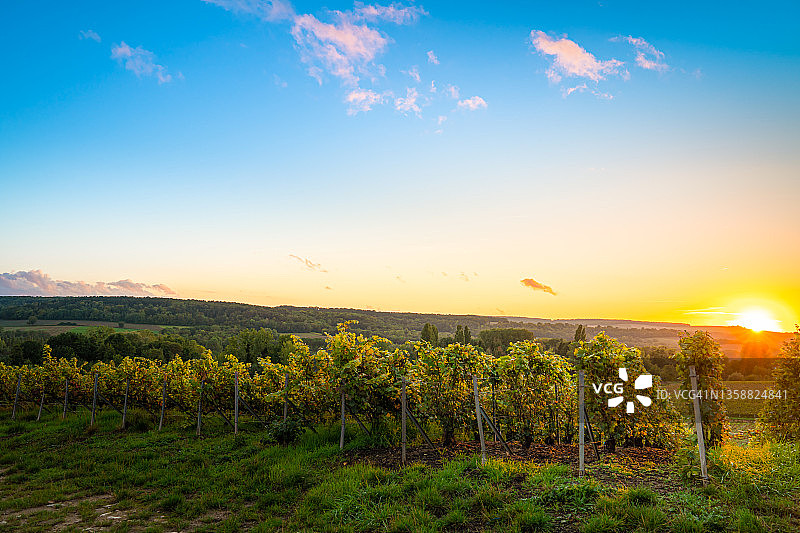 法国山地农场的葡萄园和葡萄图片素材