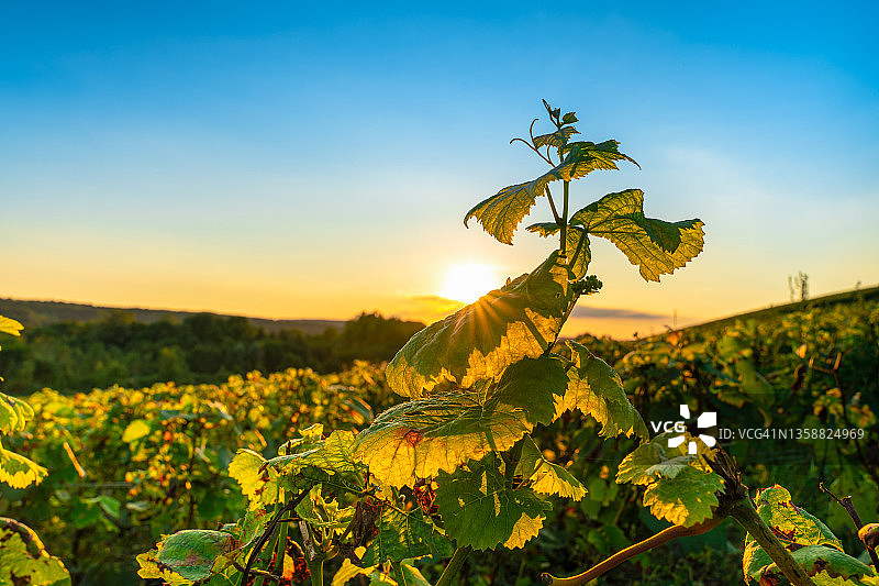 法国山地农场的葡萄园和葡萄图片素材