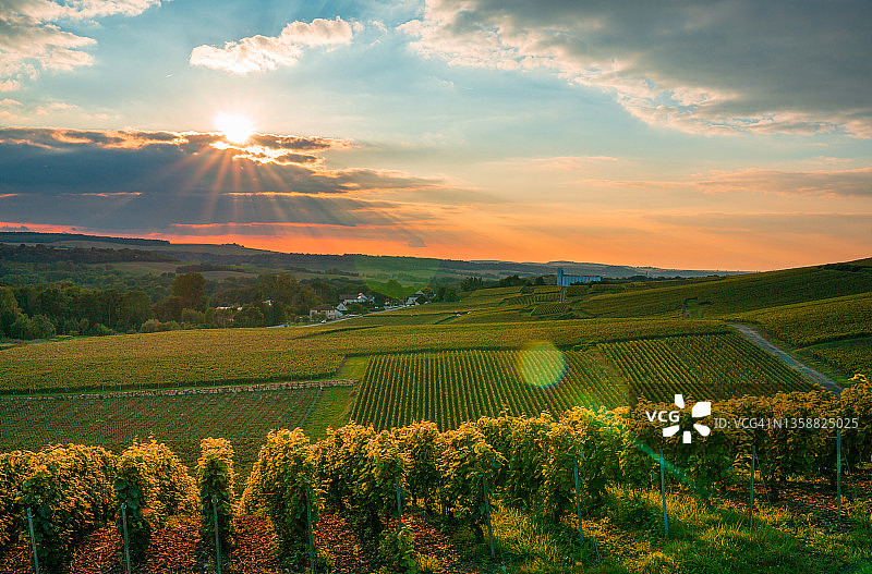 法国山地农场的葡萄园和葡萄图片素材