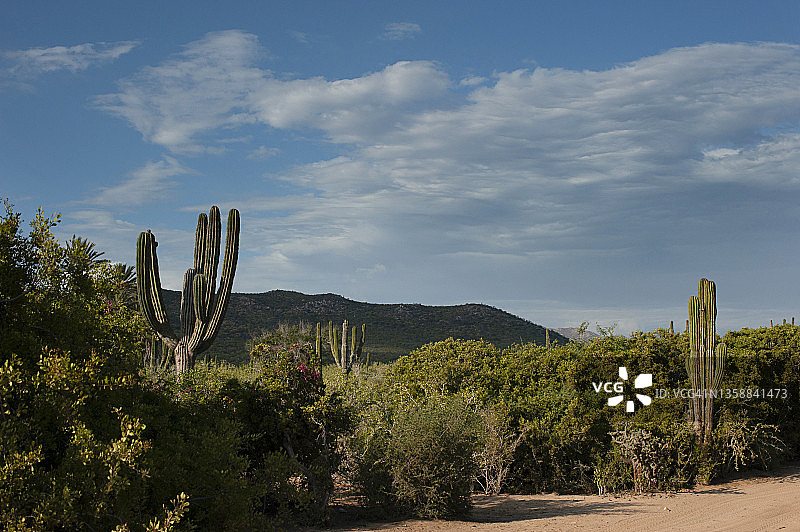 墨西哥下加利福尼亚半岛的沙漠景观图片素材