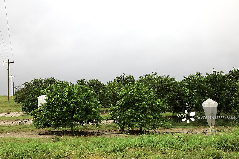 农业农场上的热带果树图片素材