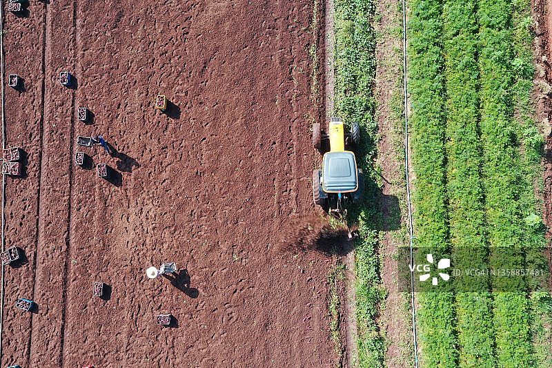 有机红薯丰收图片素材