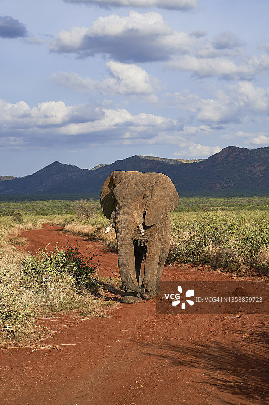 南非皮拉内斯堡国家公园的野生大象图片素材