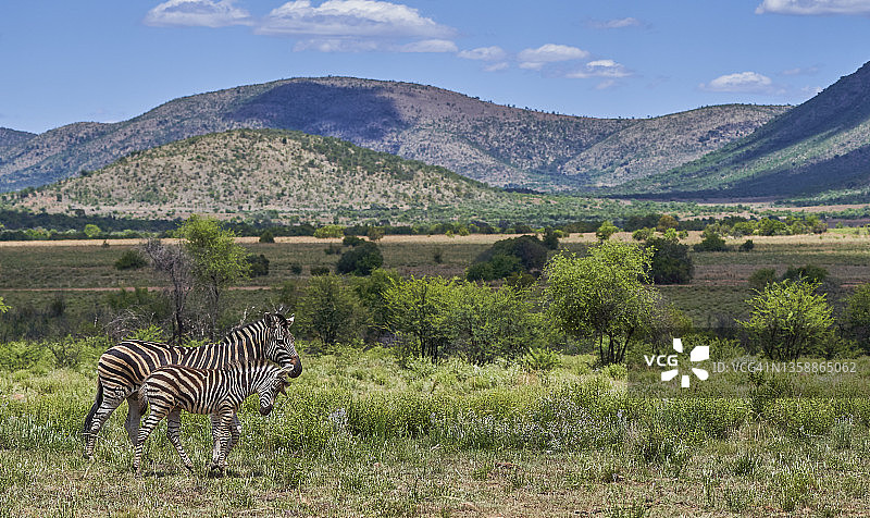 南非比勒陀利亚国家公园夏季的野生斑马和小斑马图片素材