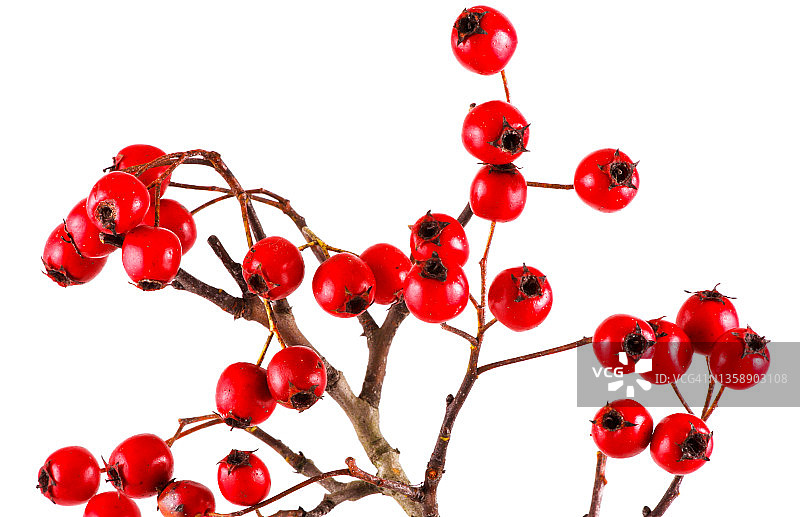 欧洲冬青图片素材